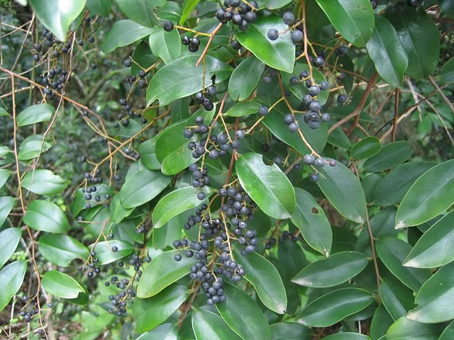 Embelia ribes